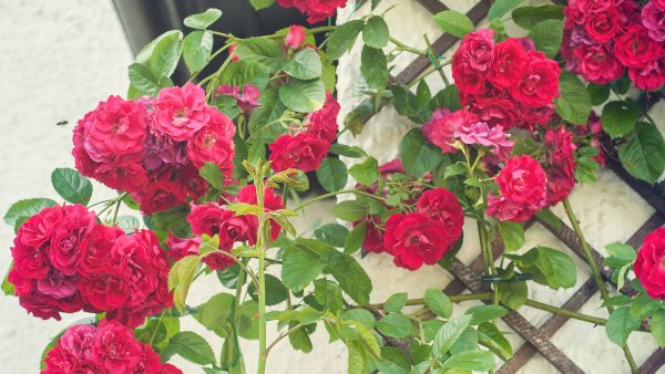 https://www.solopiante.it/piante-da-fiore/600-178-rosa-rampicante-rifiorente-a-grandi-fiori.html#/4-colore_del_fiore-bianco